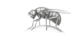 Nasonia parastoid wasp