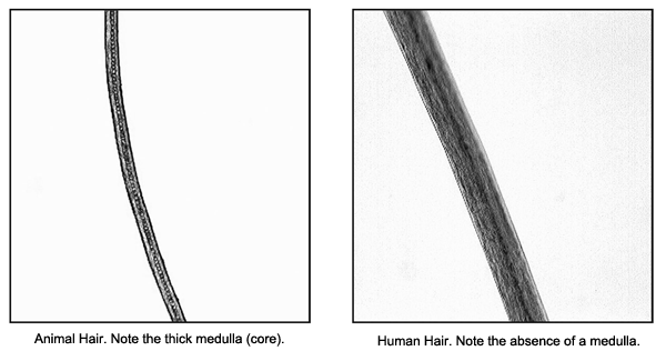 hair (1)