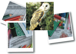 owl1