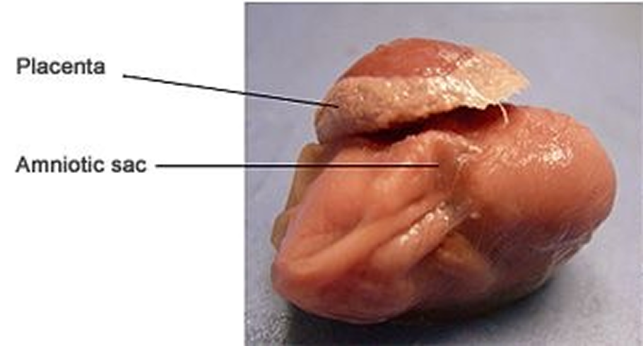 rat_reproduction_left 1 (2)