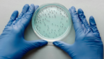 Person with blue nitrile gloves holding a bacterial plate