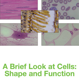 discovering morphologies download