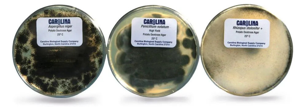 Mold showplates