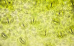 Photosynthesis - Featured