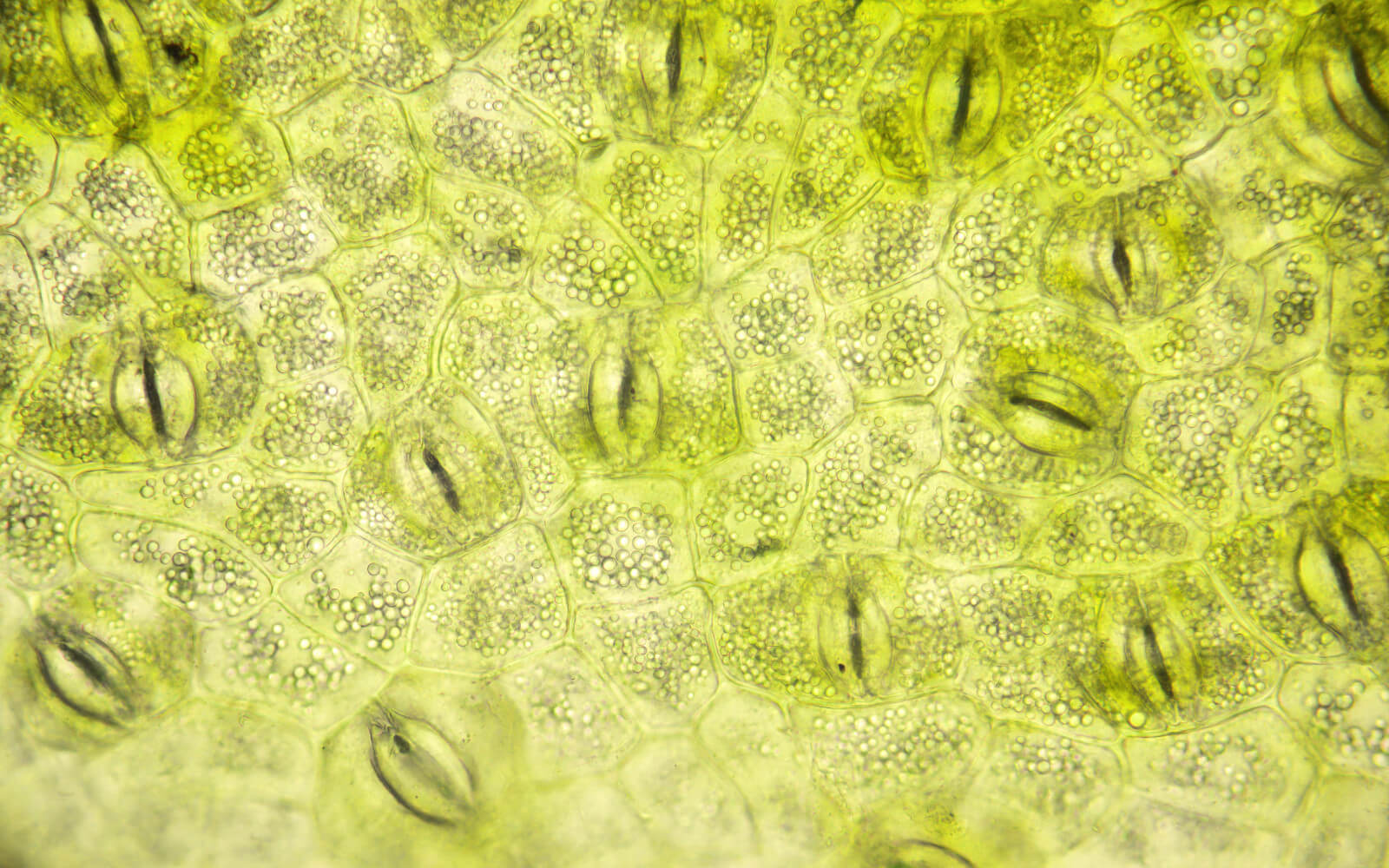 Photosynthesis - Featured