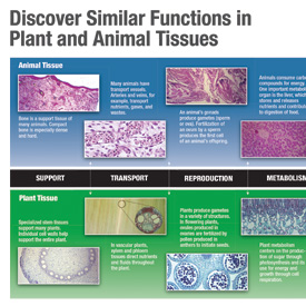 plant and animal tissue infographic