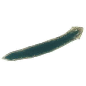 132950 Planaria, Living