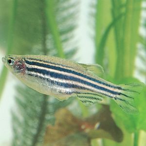 145562 Zebra Fish (Danios)