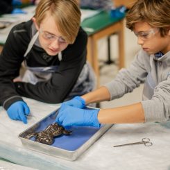frog dissection frog dissection