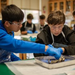 dissection dissection