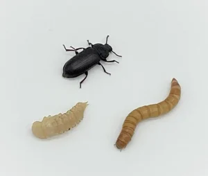 Mealworm life stages