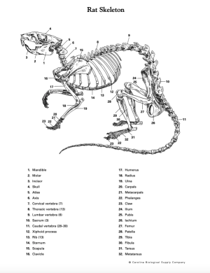 Rat Skeleton
