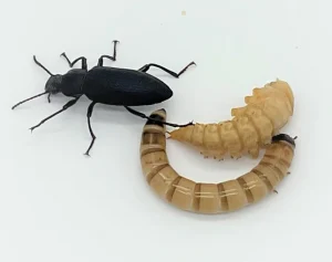 Superworm life stages