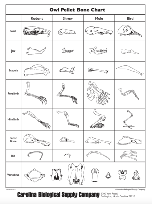 owl pellets bone chart