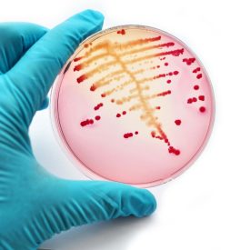 micro_bio_hdr