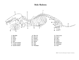 mole skeleton