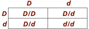 punnett-square-dddd