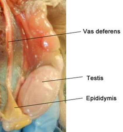 rat-reproduction-1-1